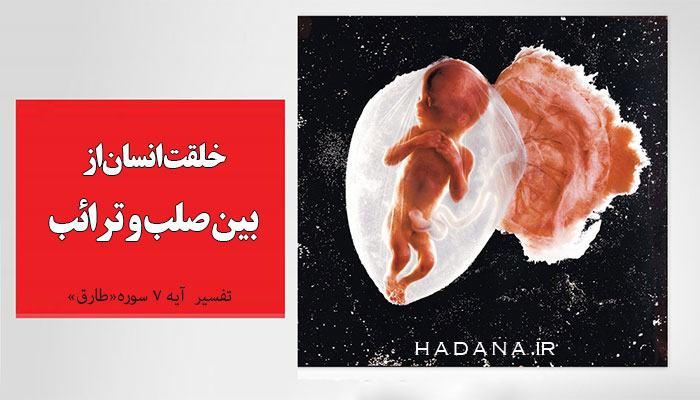 خلقت انسان از بین صلب و ترائب